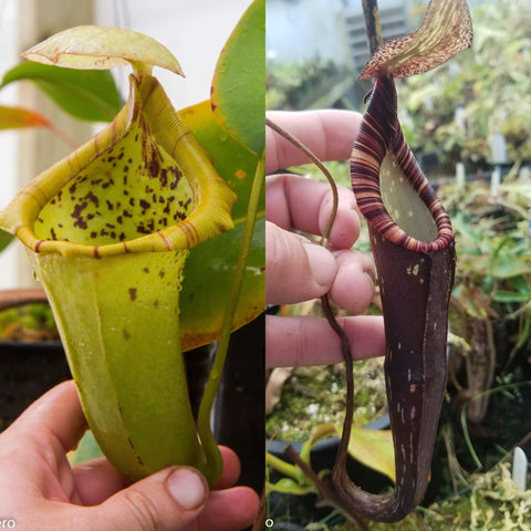 Split view of Nepenthes Ugly Duckling cultivar showing left green pitcher with yellow interior and right tall dark purple striped pitcher