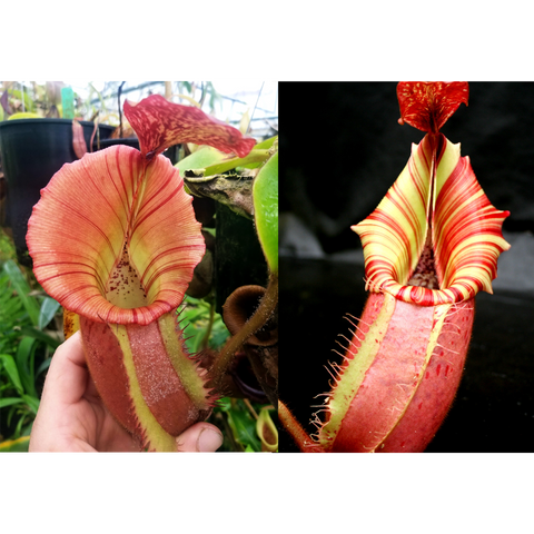 Nepenthes Candy Dreams seed pod hybrid showing pink red pitcher and striped yellow rim