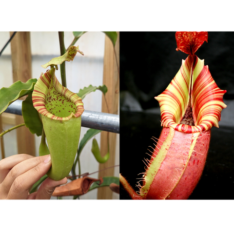 Two-panel image featuring a green Nepenthes maxima seed pod on the left and a red and yellow striped Candy Dreams pitcher on the right.