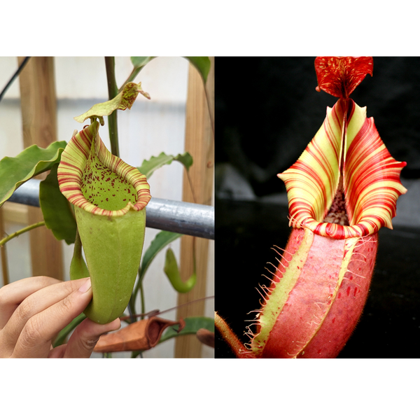 Nepenthes maxima Wavy Leaves Yamada x veitchii Candy Dreams Seed Pod