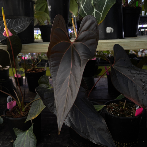 Anthurium 'Whiplash', CAR-0342