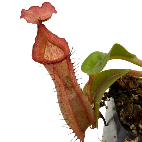 A close-up of a carnivorous pitcher plant with a reddish-pink tubular trap and green leaves, shown against a plain white background.