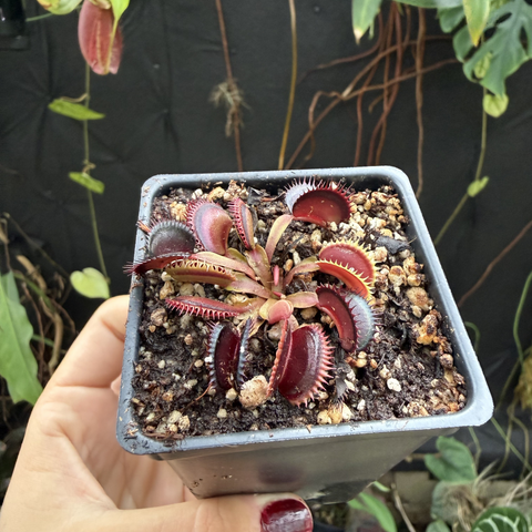 Wine Mouth Venus Flytrap in a small square pot held by a hand, burgundy traps with pale margins.