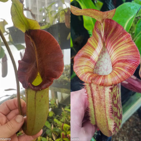 Two-panel view of Nepenthes Whisper x Redonkulas pitcher plant with burgundy pitchers and pale yellow striped rims.