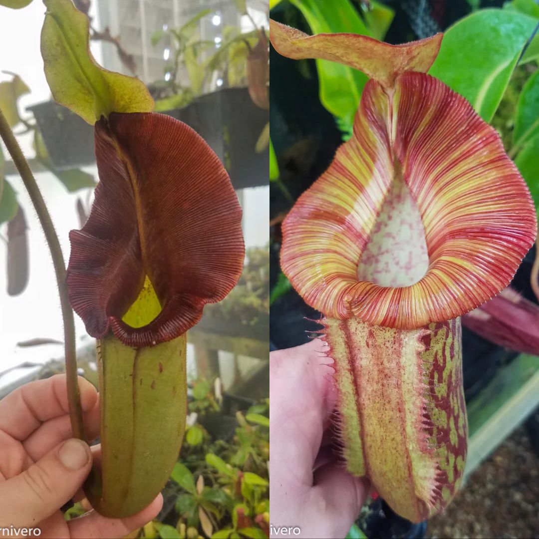 Nepenthes 'Whisper' x 'Redonkulas', CAR-0502