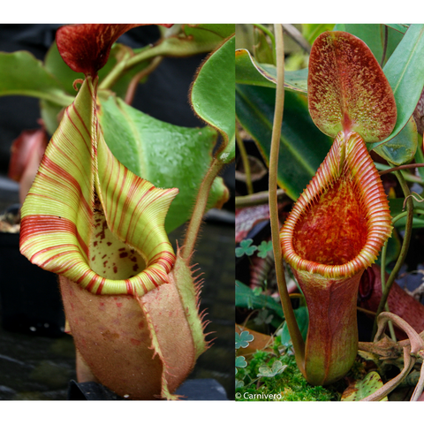 Two panel shot of Nepenthes veitchii seed pods with a striped pale green pitcher on the left and a red speckled pitcher on the right
