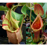 Nepenthes veitchii (Murud Striped x Candy) #3 x Trusmadiensis SG-Seed Pod