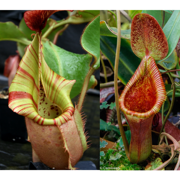 Nepenthes veitchii (Murud Striped x Candy) #3 x Trusmadiensis SG-Seed Pod