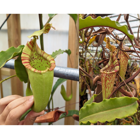 Nepenthes maxima seed pod with a wavy striped rim held by a hand.
