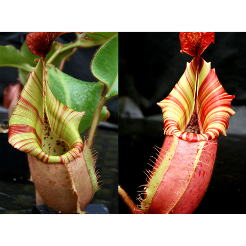Two close up views of Nepenthes veitchii seed pod hybrid showing striped lime green and red peristomes and red interior pitcher