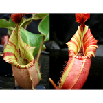 Nepenthes veitchii [(Murud x Candy) #3 x 'Candy Dreams')-Seed Pod