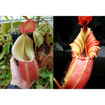 Nepenthes {[(Rokko x boschiana) x veitchii] x veitchii (m)} pink x veitchii Candy Dreams Seed Pod