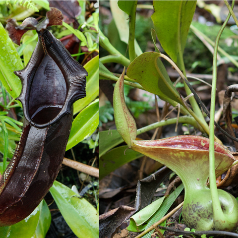 Nepenthes naga x lowii Kinabalu pitchers in a two image collage showing burgundy and green forms