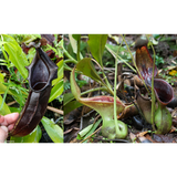 Nepenthes naga x lowii Kinabalu, CAR-0417