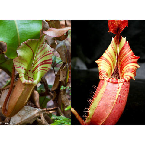 Nepenthes veitchii seed pods collage showing green striped pitcher on the left and red striped pitcher on the right.