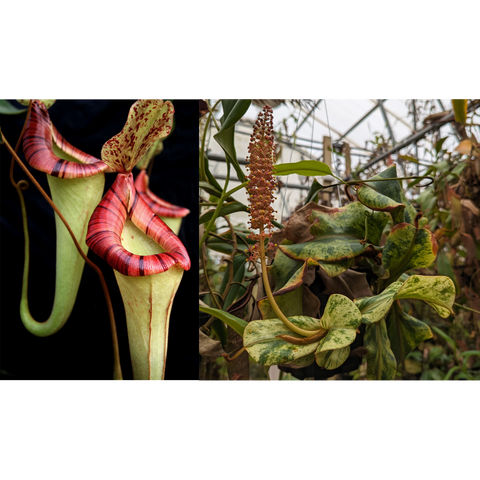 Variegated Nepenthes seed pod with a pale striped young pitcher on the left and two red striped mature pitchers on the right.