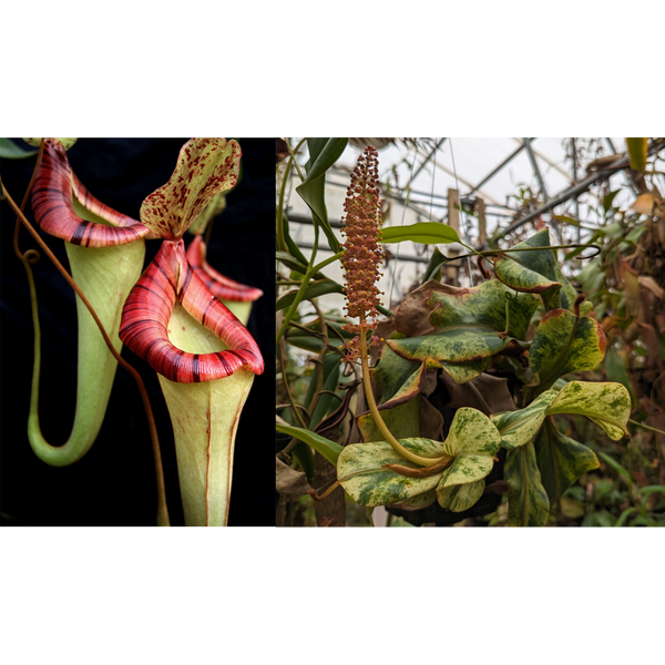 Nepenthes {[(lowii x veitchii) x boschiana] x platychila HM} x veitchii (k) variegated-Seed Pod
