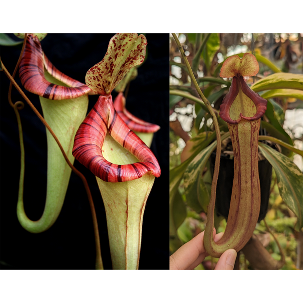 Nepenthes {[(lowii x veitchii) x boschiana] x platychila HM} x veitchii (k) variegated-Seed Pod