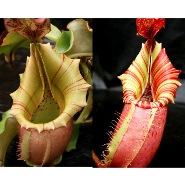 Nepenthes veitchii [(m) Bareo TU12 x "Candy Dreams"]-Seed Pod