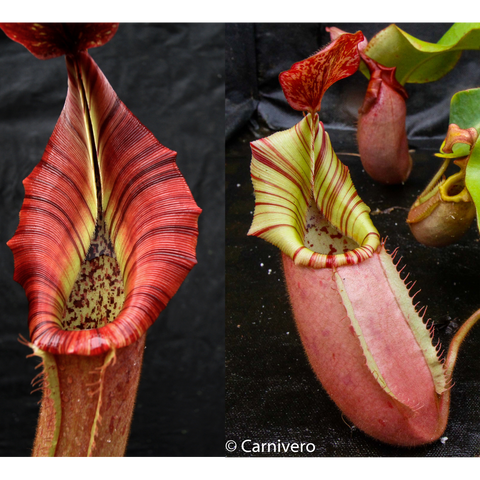 Nepenthes The Wave candy red seed pods with a red striped pitcher on the left and a pink elongated pod on the right.