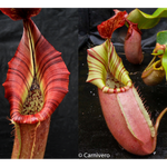 Nepenthes {[(lowii x veitchii) x boschiana)] x veitchii "The Wave"} x veitchii Candy Red -Seed Pod