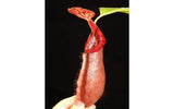 Nepenthes robcantleyi x (burbidgeae x edwardsiana), BE-4023