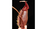 Nepenthes robcantleyi x (burbidgeae x edwardsiana), BE-4023