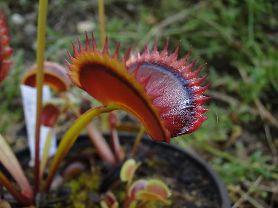 Venus Flytrap- Dionaea muscipula 