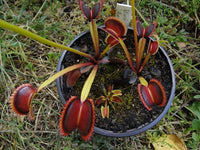 Venus Flytrap- Dionaea muscipula "Wine Mouth"
