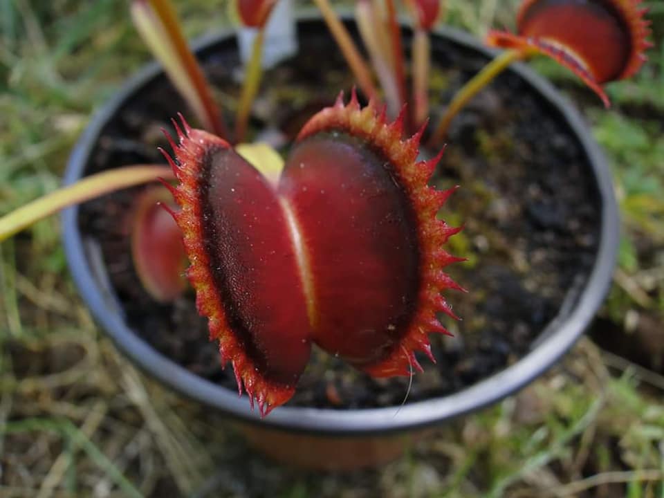 Venus Flytrap- Dionaea muscipula 