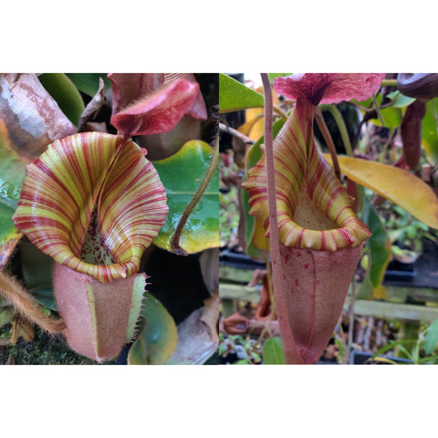 Two views of a striped Nepenthes veitchii hybrid pitcher with yellow green stripes and pink edges.