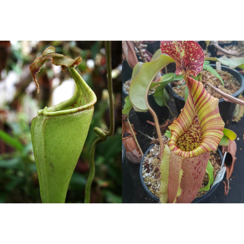 Two views of Nepenthes eymae JB x eymae x veitchii hybrid pitcher left green tubular form and right striped pink.
