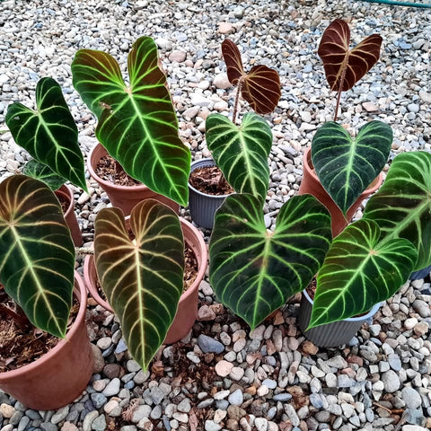Group of Philodendron verrucosum Cobra plants with dark green leaves and bright lime venation in terracotta pots on gravel