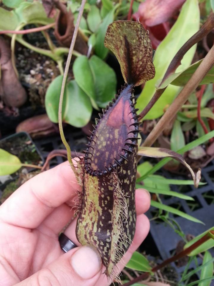 Nepenthes hamata, Tambusisi, BE-3975 – Carnivero