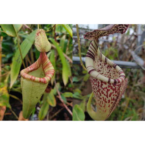 Two Nepenthes seed pod pitchers: left pale green body with pink striped rim, speckled hood; right cream pitcher with maroon speckling.