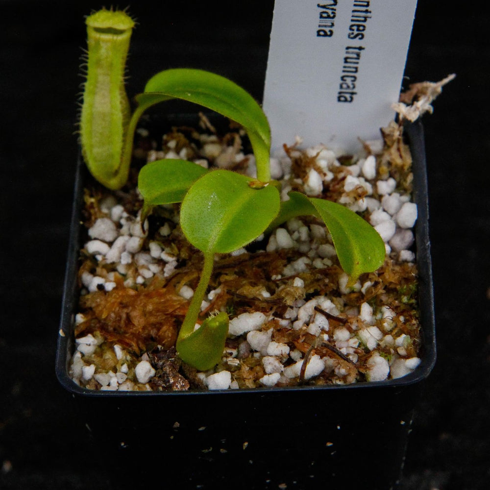 
                      
                        Nepenthes truncata x harryana
                      
                    