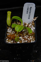 Nepenthes truncata x harryana
