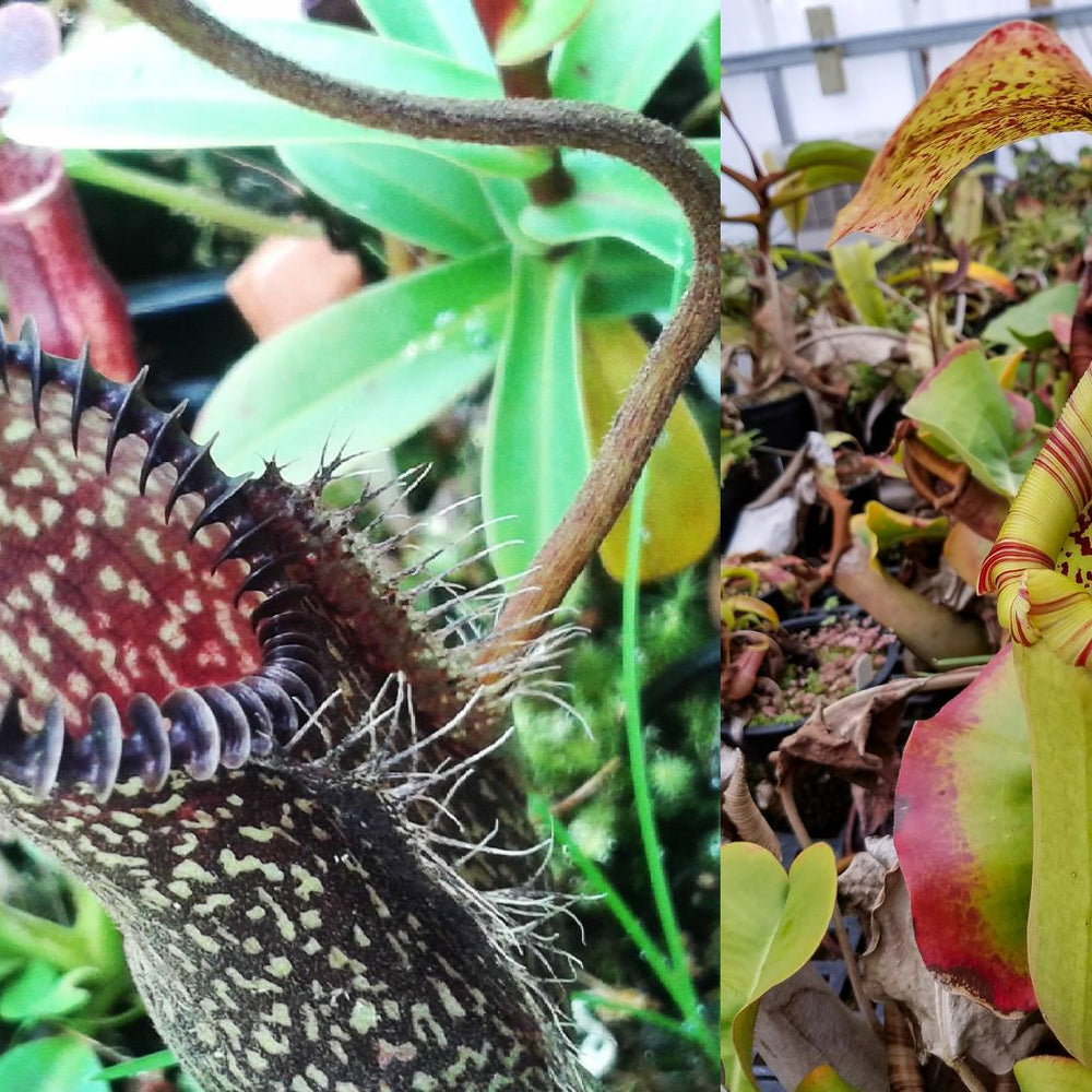 
                      
                        Nepenthes hamata Tambusisi x truncata (c), CAR-0120
                      
                    