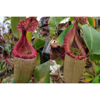 Nepenthes {[(Rokko x boschiana) x veitchii] x [(ventricosa x sibuyanensis) x TM]} x [(truncata x campanulata) x veitchii "The Wave"]