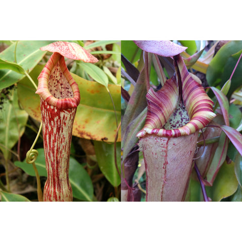 Two Nepenthes boschiana clones with tall striped pitchers; left pale body with red speckles and pink rim, right lavender with bold stripes.