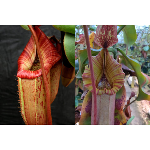 Two Nepenthes seed pod pitchers with orange fade and pink candy cane stripes