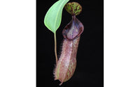 Nepenthes hamata x (veitchii x lowii), BE-4057