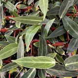 Anthurium warocqueanum, Queen Anthurium
