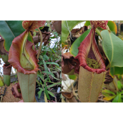 Nepenthes The Wave seed pod pitchers with tall pale green tubes and crimson striped rims
