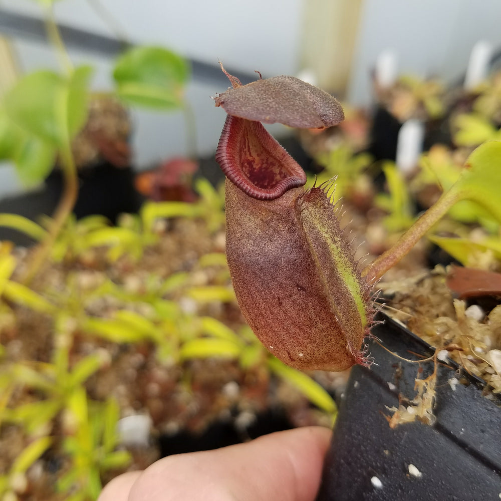 
                      
                        Nepenthes robcantleyi, BE-3517
                      
                    