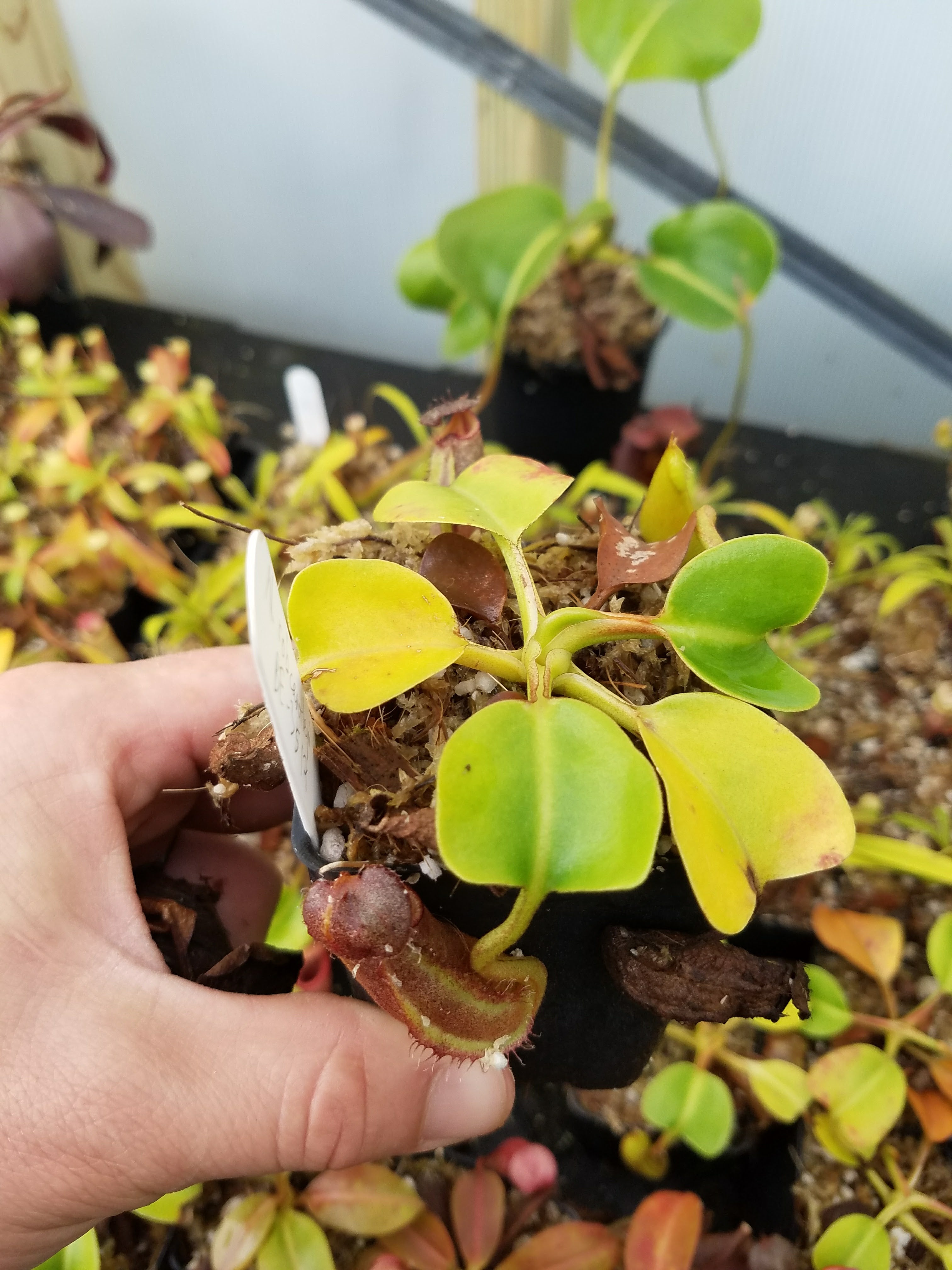 Nepenthes robcantleyi, BE-3517 – Carnivero