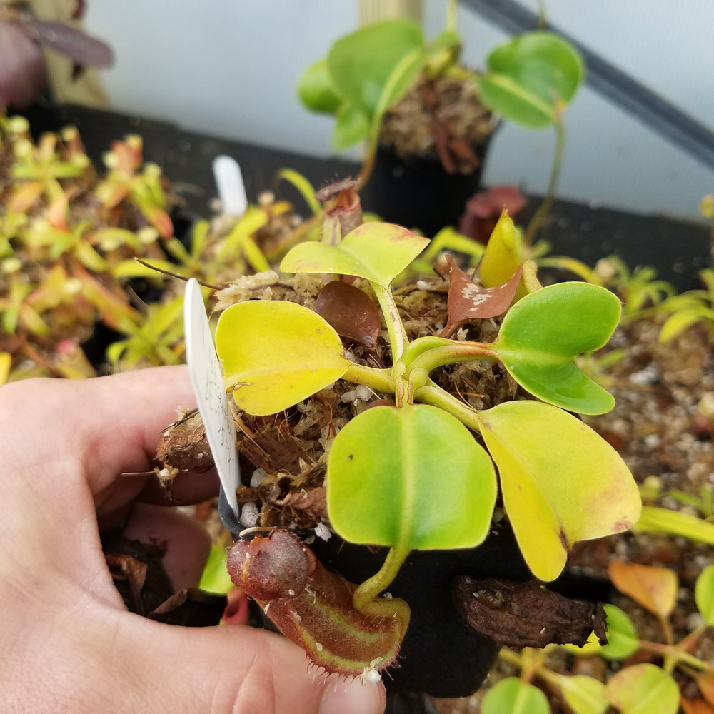 
                      
                        Nepenthes robcantleyi, BE-3517
                      
                    