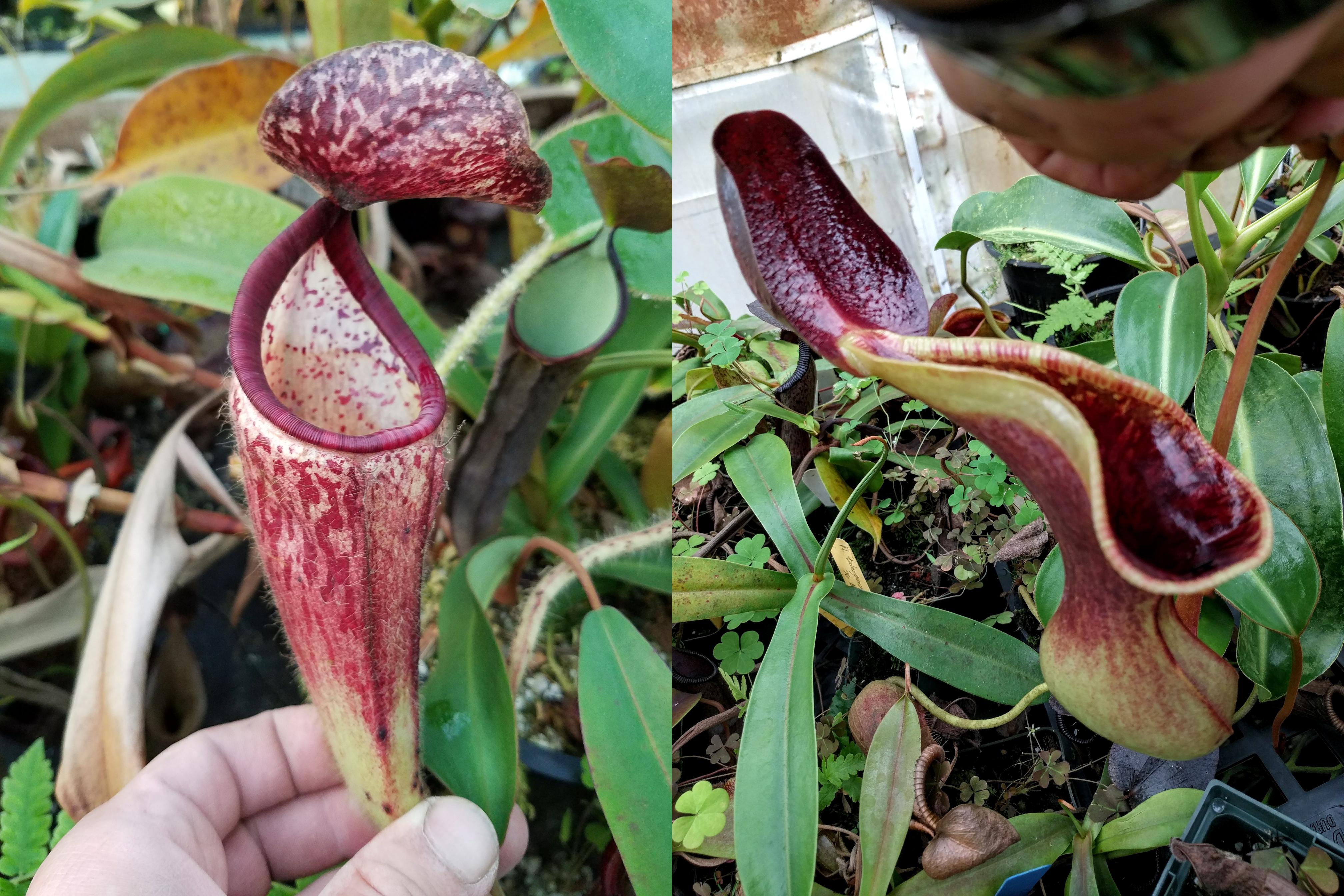 Nepenthes glandulifera x lowii – Carnivero