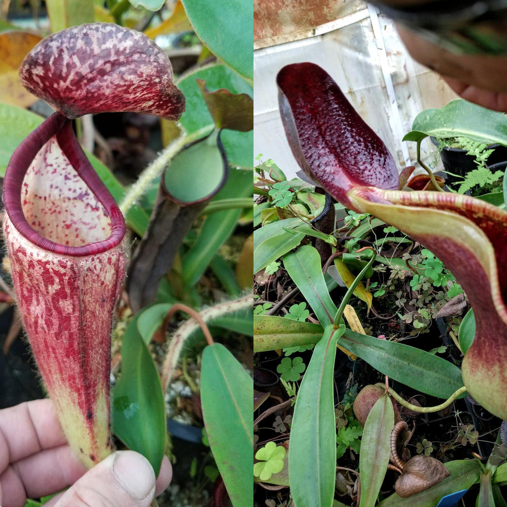 
                      
                        Nepenthes glandulifera x lowii
                      
                    