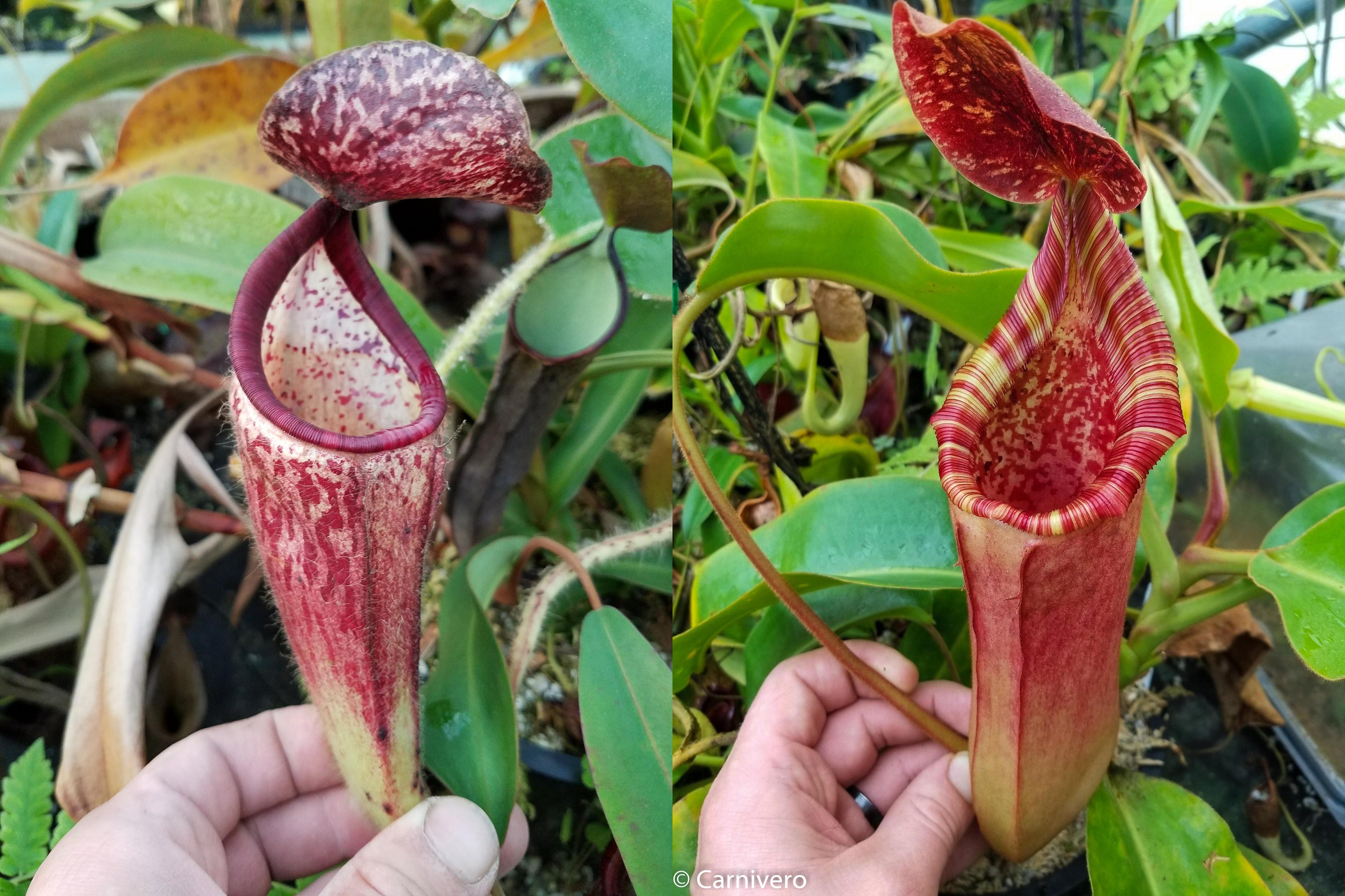 nontREVI パウダー20g Nepenthes glandulifera x (lowii x veitchii) – Carnivero